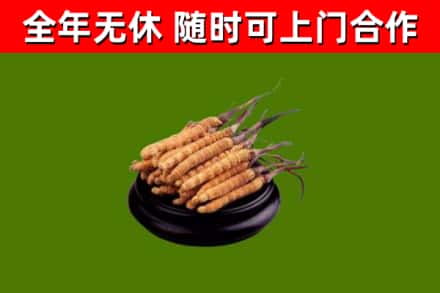 深圳回收冬虫夏草